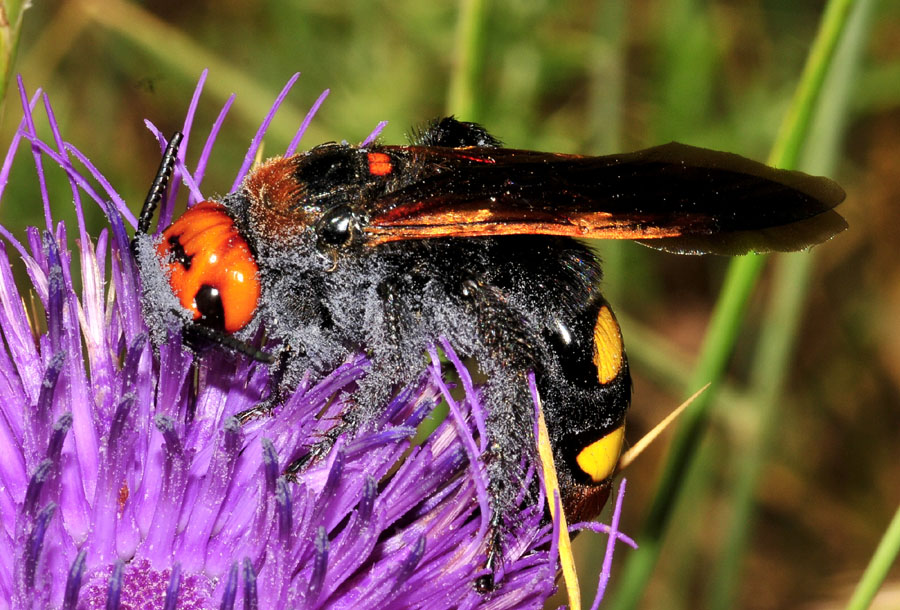 Scoliidae: Megascolia maculata (m&f di M.m. flavifrons  e f. di M.m. maculata).